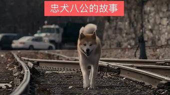 国产忠犬八哥视频,国产温情犬影，忠诚与陪伴的感人故事
