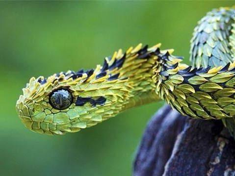 国产蛇怎么驯服视频,轻松掌握驯养技巧